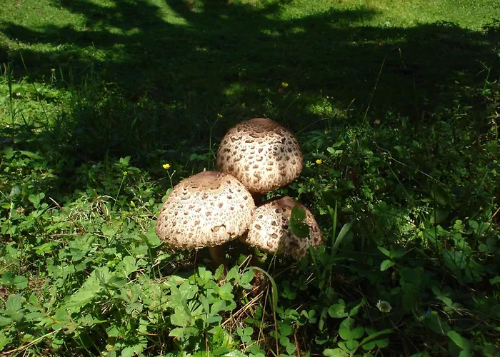 The Millhouse Μπλεντ